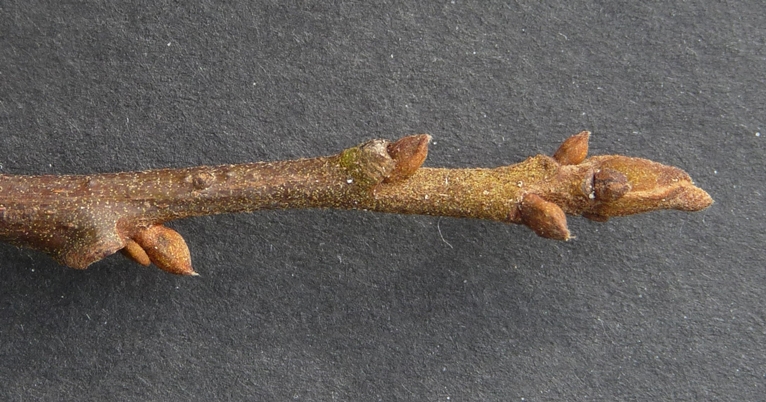 {Carya aquatica}
